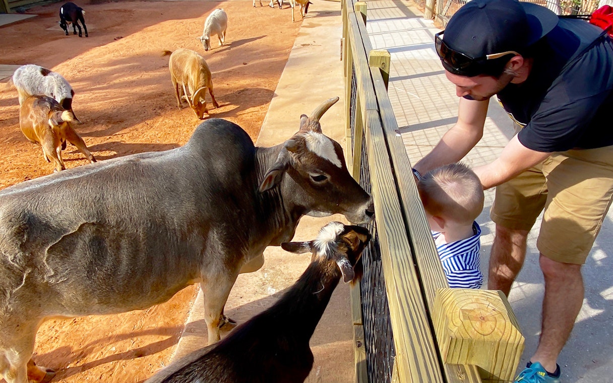 Man and child feeding goats at Gatorland petting zoo.