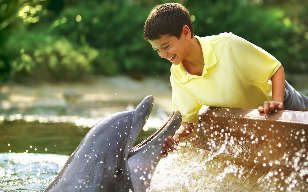 Boy interacting with a dolphin at SeaWorld San Antonio, Texas.