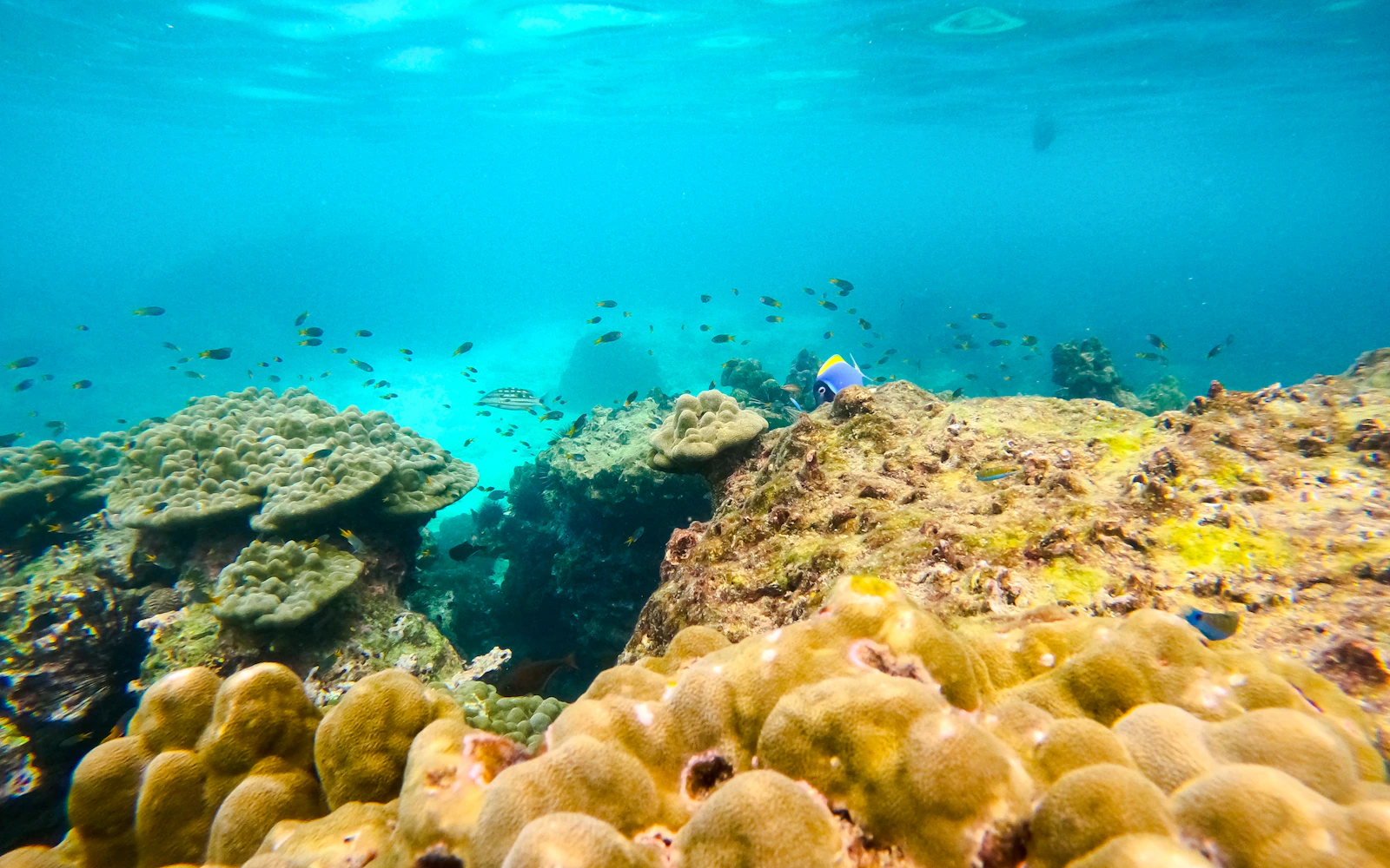 From Koh Phangan: Koh Tao & Koh Nang Yuan Speedboat Day Trip with Snorkeling and Lunch Image 8
