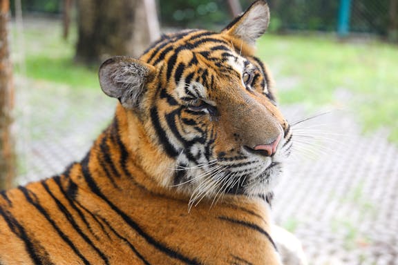 tickets to pattaya tiger park for non-thai residents-3