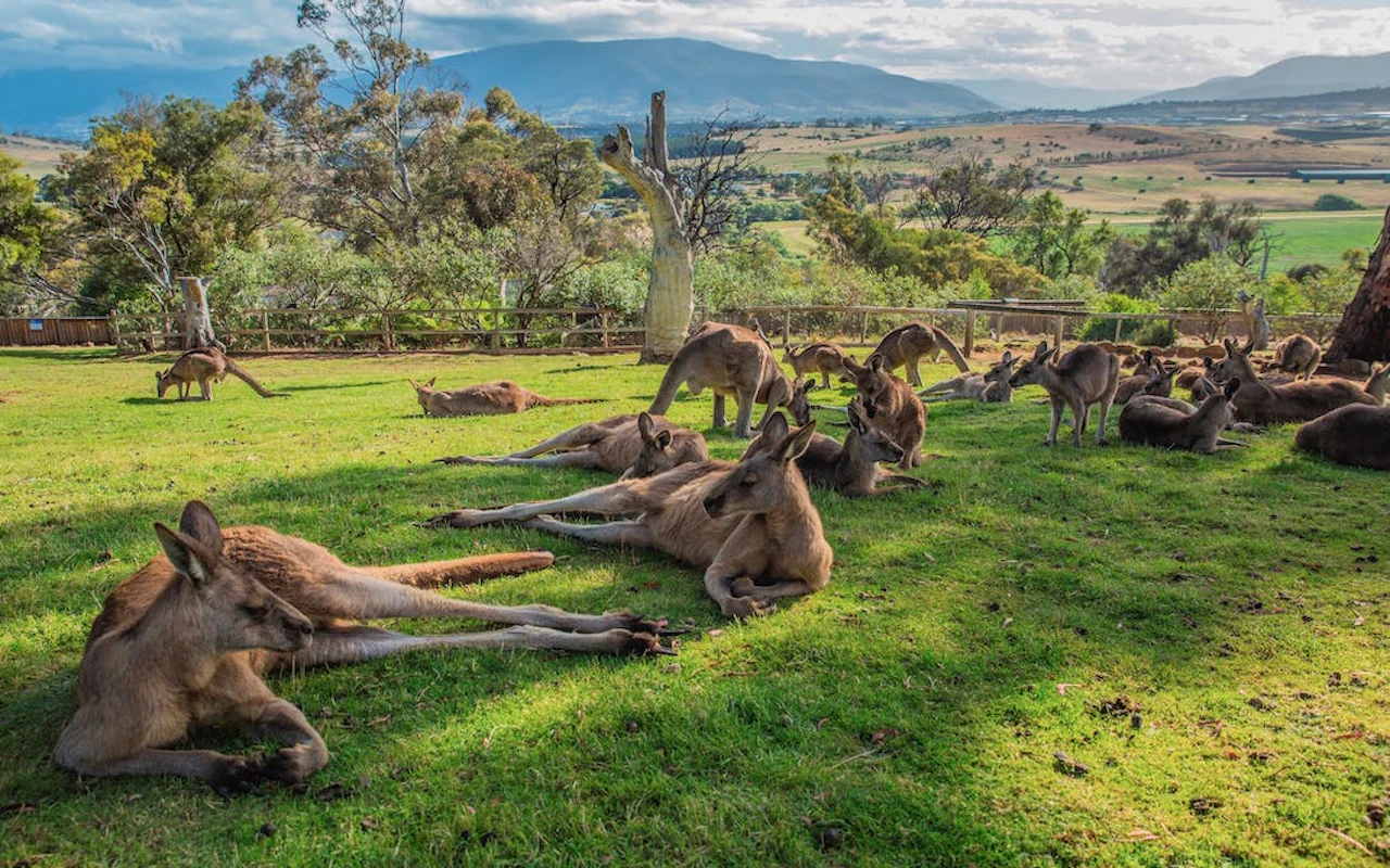 Hobart Highlights Day Tour