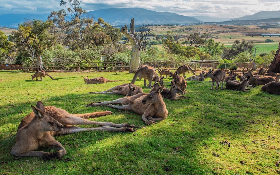 hobart highlights day tour-1
