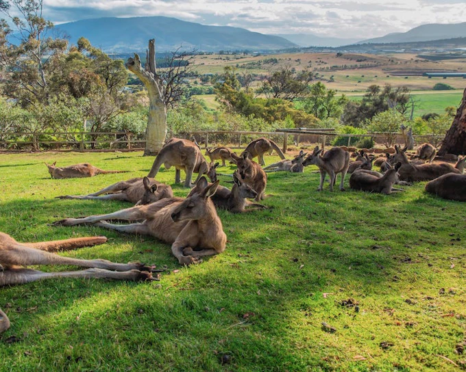 Hobart Highlights Day Tour