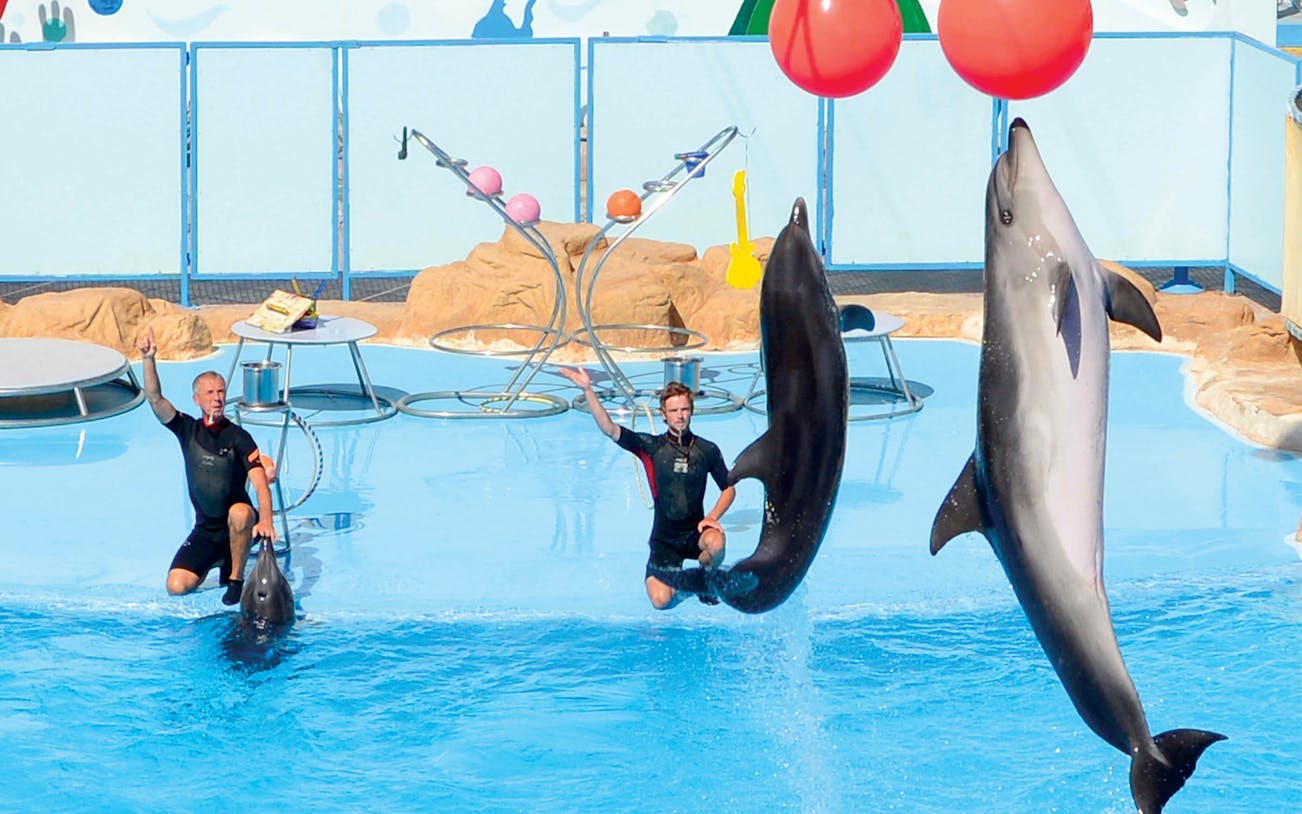 observarea delfinilor și spectacol live premium de calitate superioară - hurghada-5