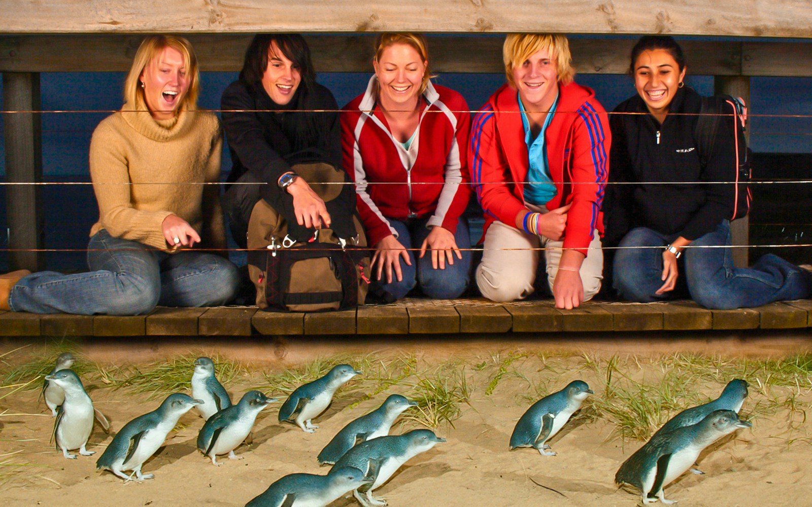 Tourists watching penguin parade on Phillip Island.