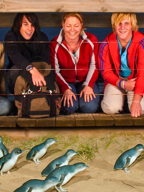 Tourists watching penguin parade on Phillip Island.