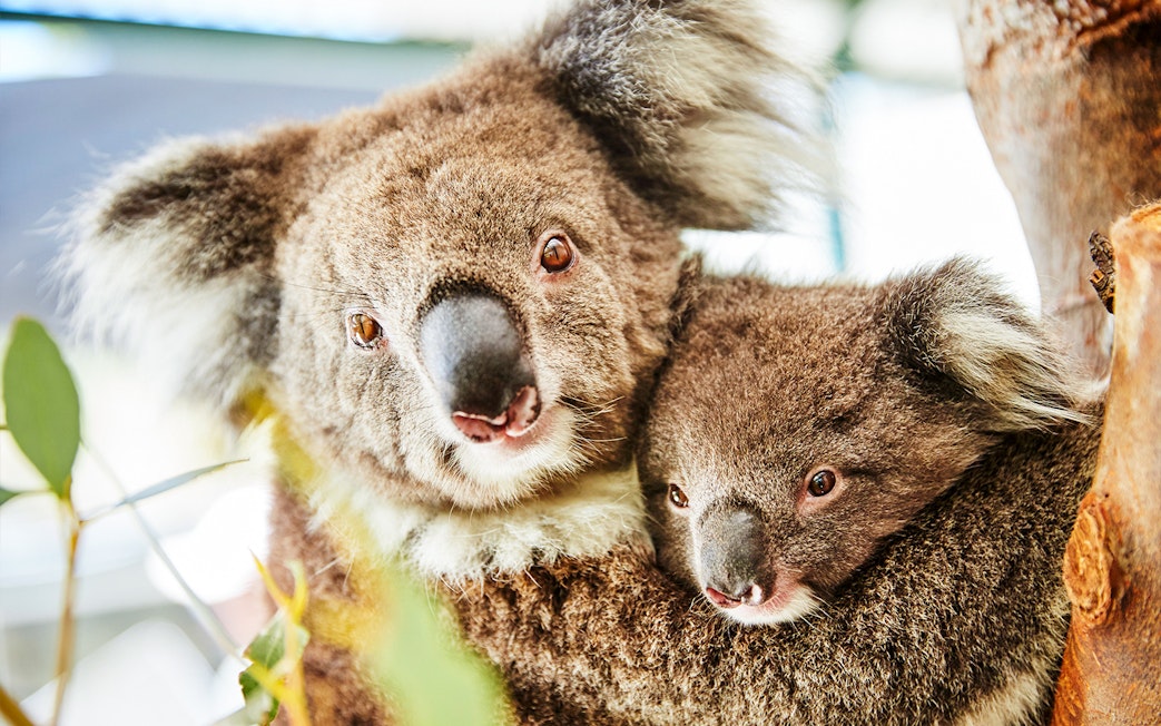 Koalas in a tree during Australia's Pinnacles tour.