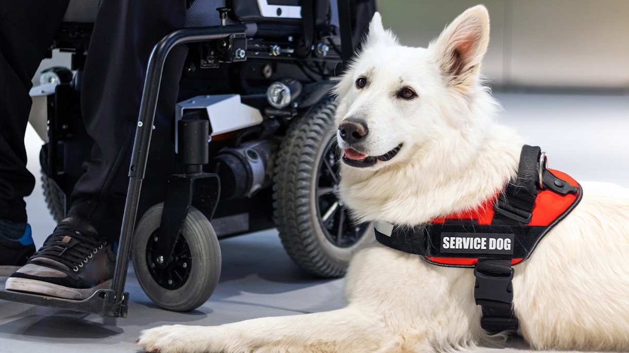 Service dog in red vest beside wheelchair user.