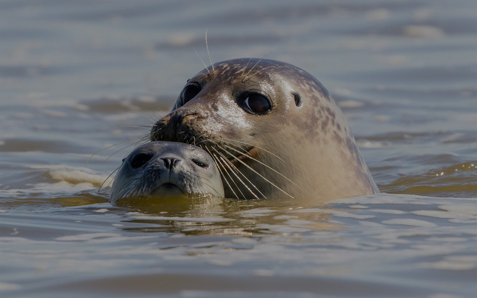 Grey seal with pup swimming in the Thames River.