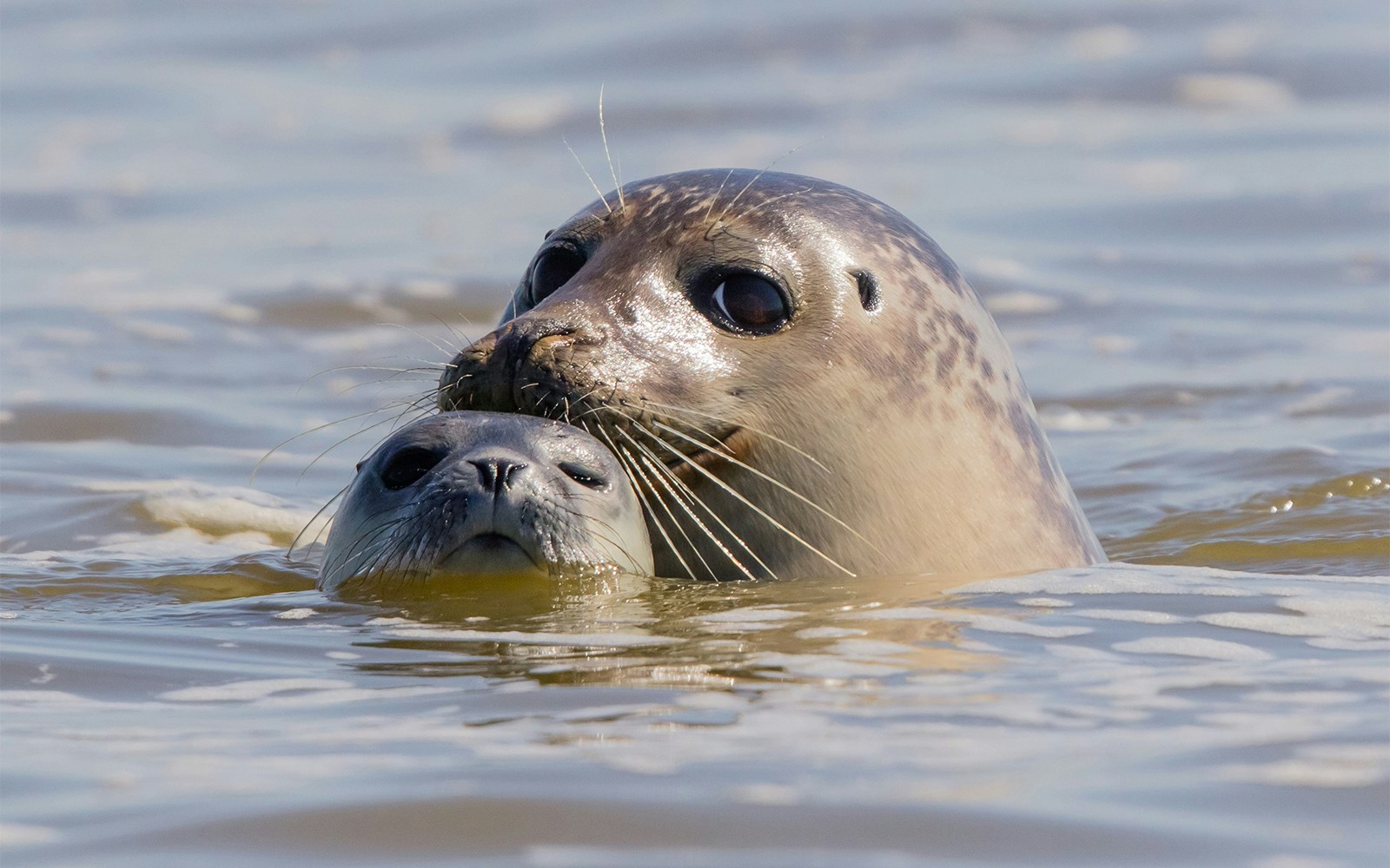seals