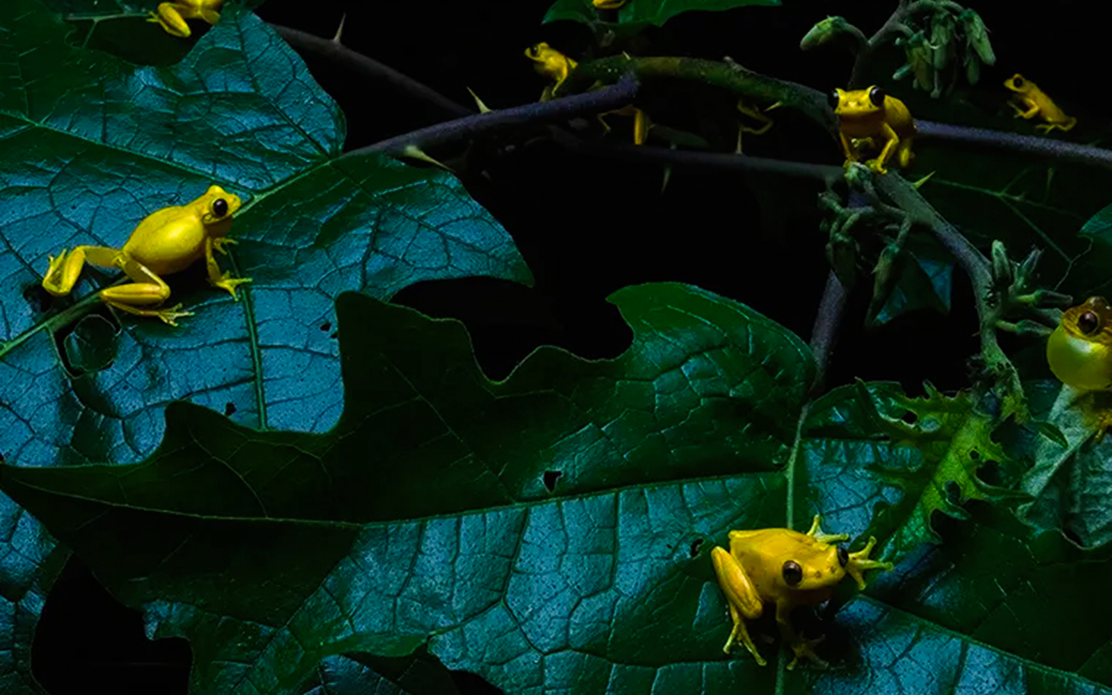 Yellow frogs on green leaves at National History Museum wildlife photography exhibit.