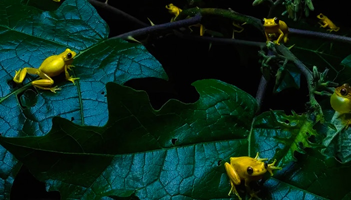 Yellow frogs on green leaves at National History Museum wildlife photography exhibit.