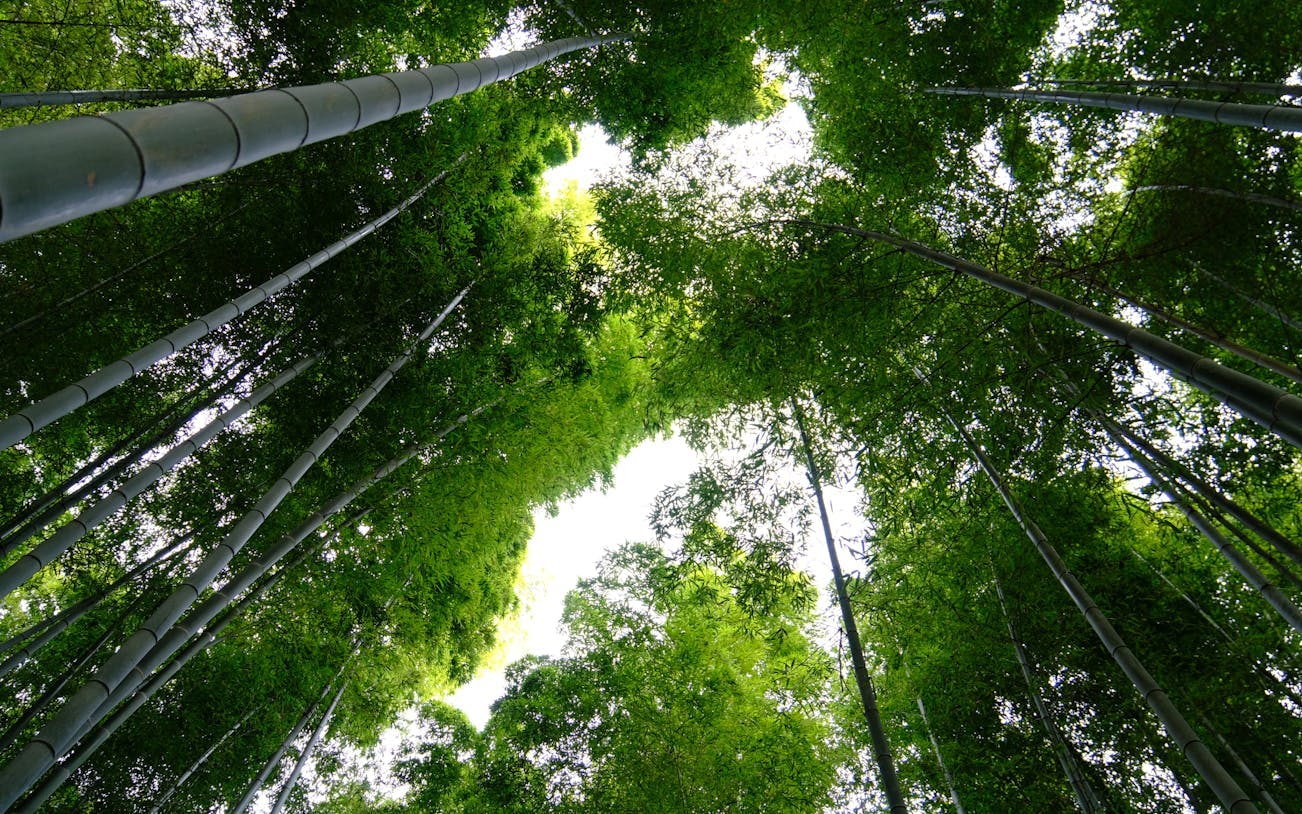 tour de bicicleta elétrica em kyoto pelas florestas de bambu, templos nas montanhas e almoço de sushi local-4