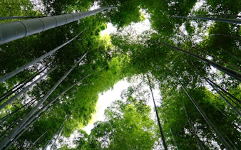 kyoto’da bambu ormanları, dağ tapınakları ve yerel suşi öğle yemeği i̇çeren e-bisiklet turu-4