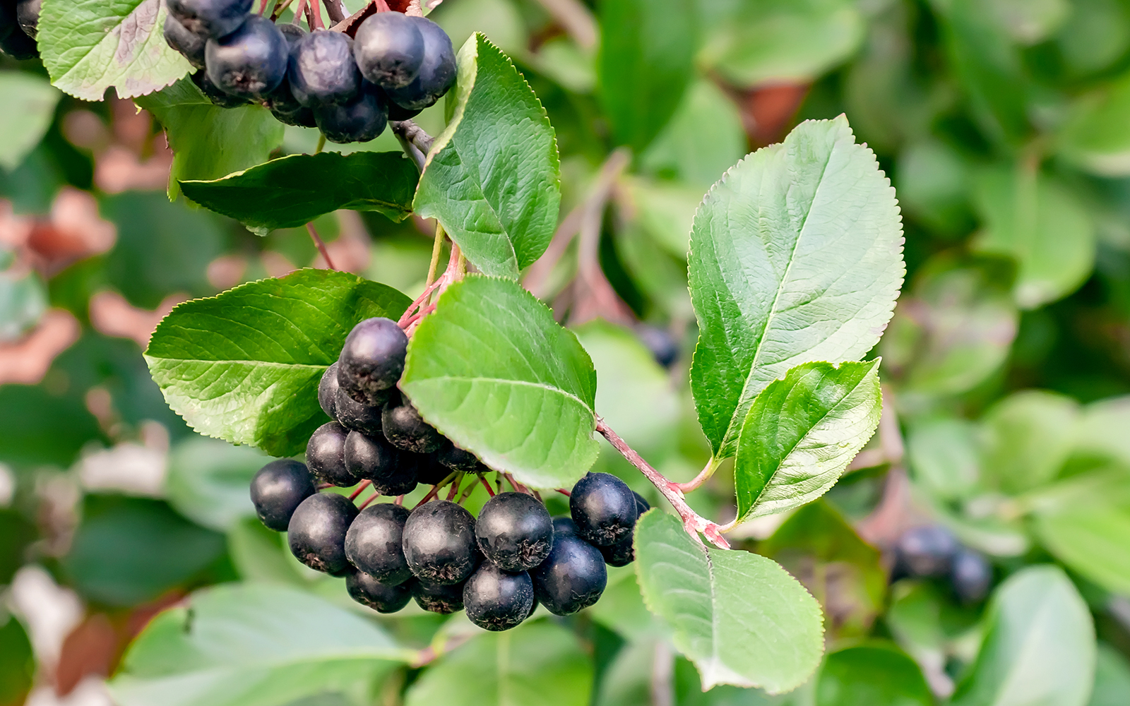 Black chokeberries growing on a bush with green leaves.