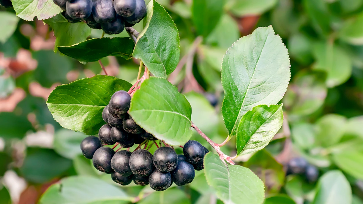 Black chokeberries growing on a bush with green leaves.