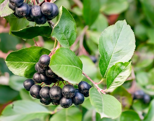 Black chokeberries growing on a bush with green leaves.