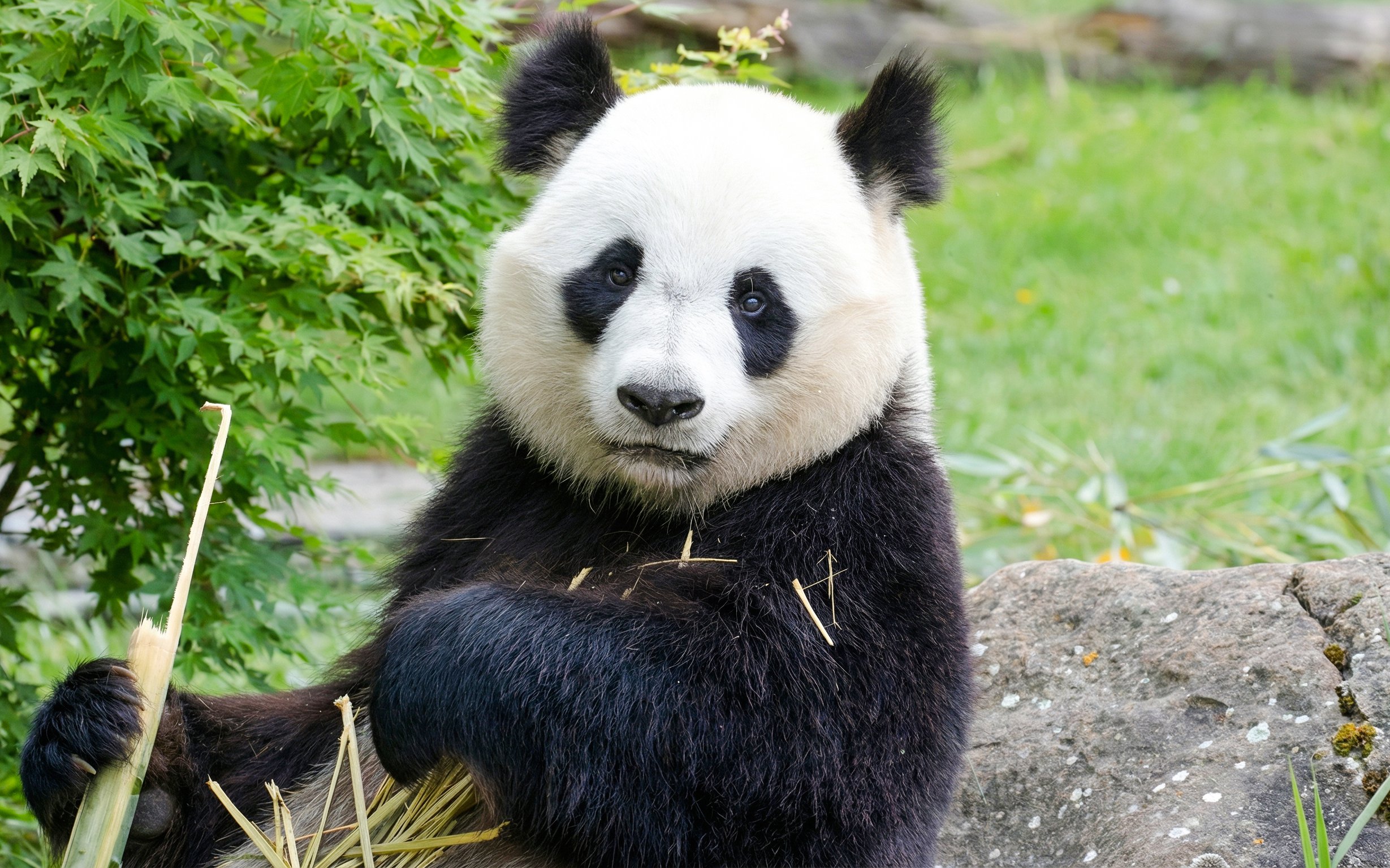 Panda eating bamboo at Zooparc de Beauval, Loire Valley, France.