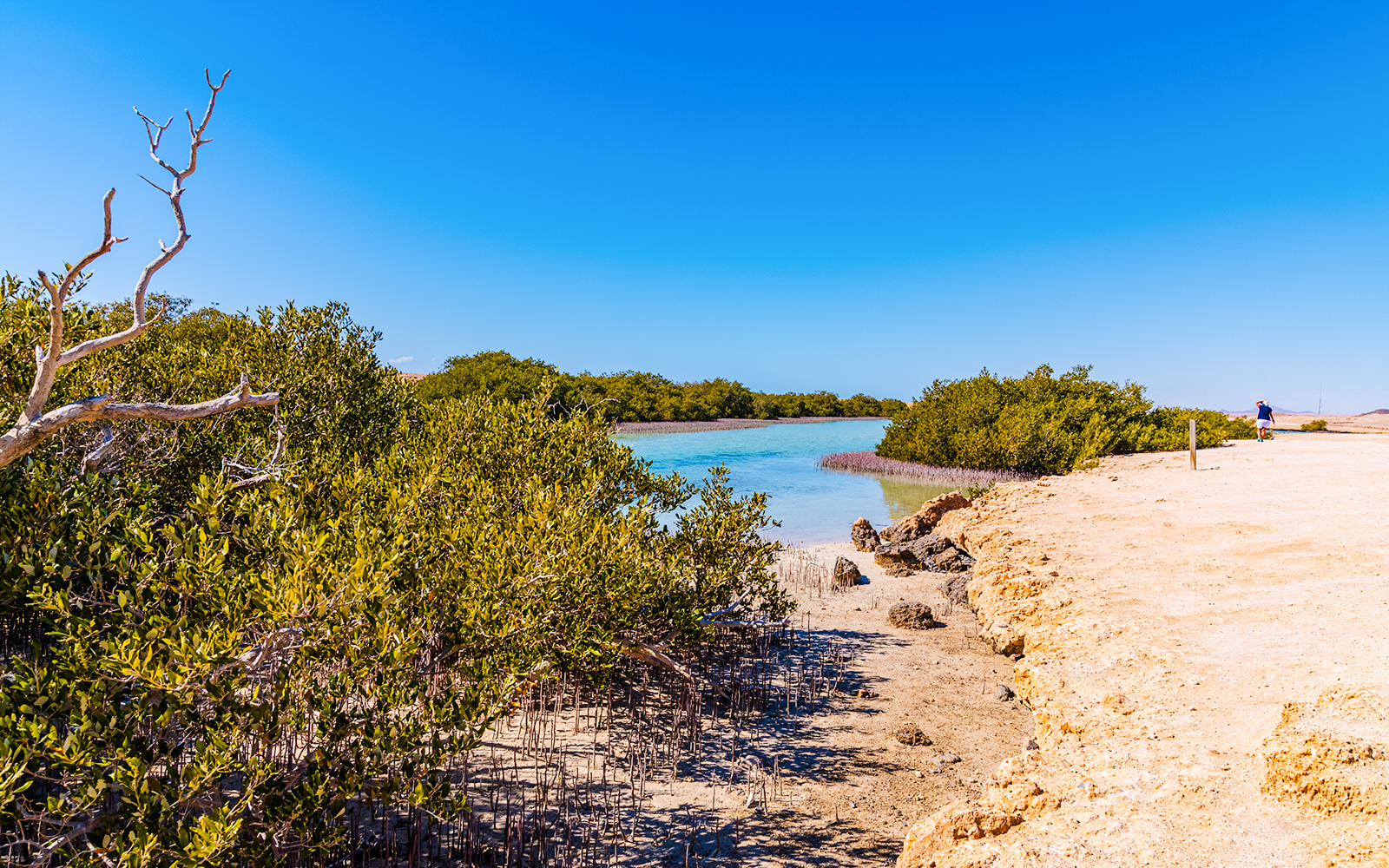 Mangrove trees along the shoreline at Ras Mohammed National Park, Sinai Peninsula, Egypt.