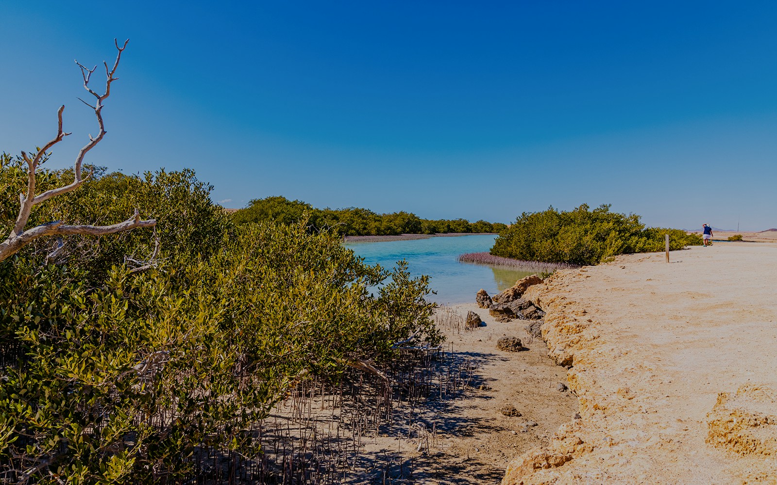 Mangrove trees along the shoreline.