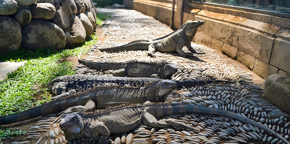 Bali Reptile Park