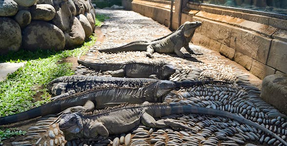 Bali Reptile Park