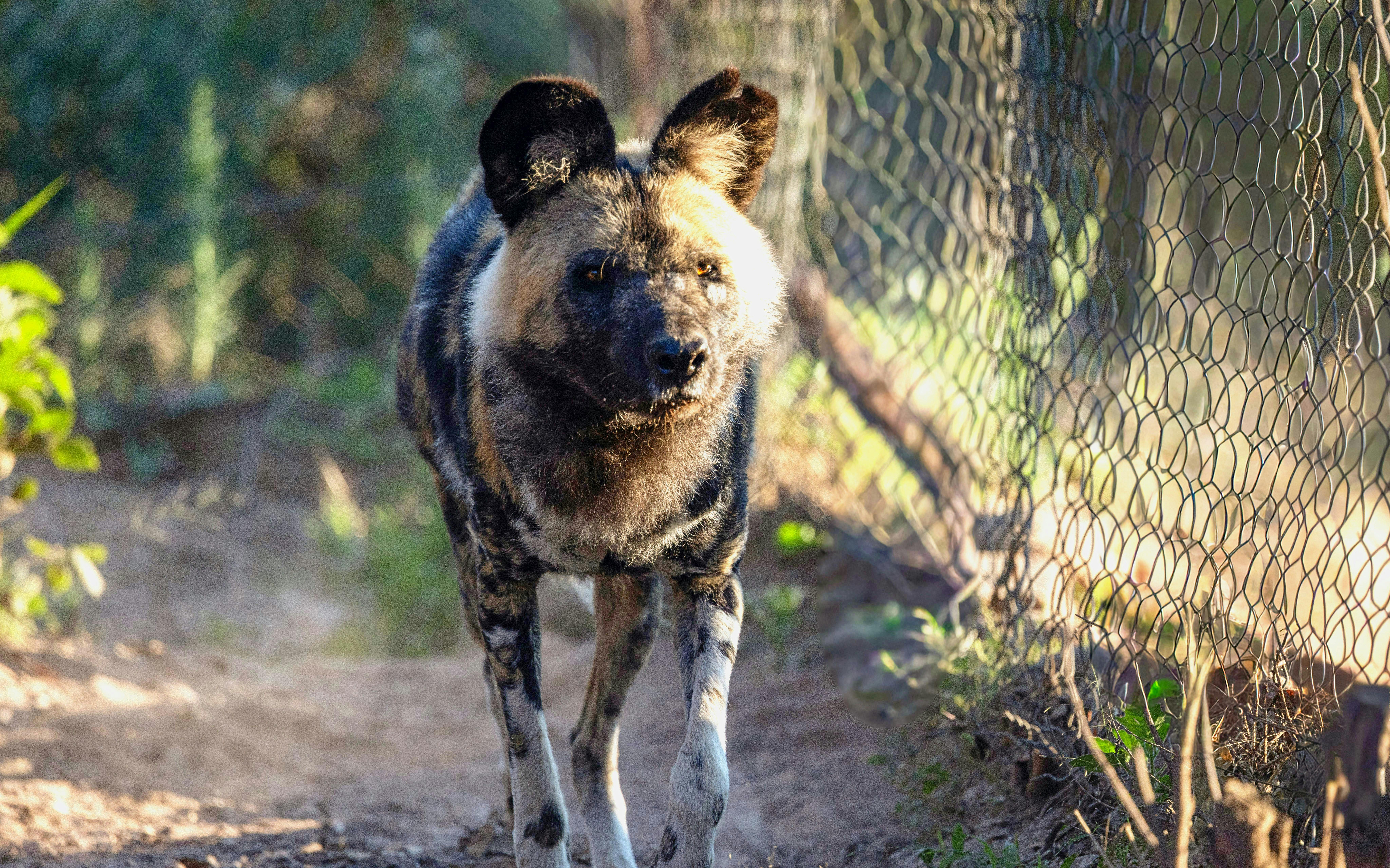 African wild dog walking on a dirt path at Nairobi Safari Walk.