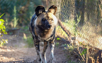 African wild dog walking on a dirt path at Nairobi Safari Walk.