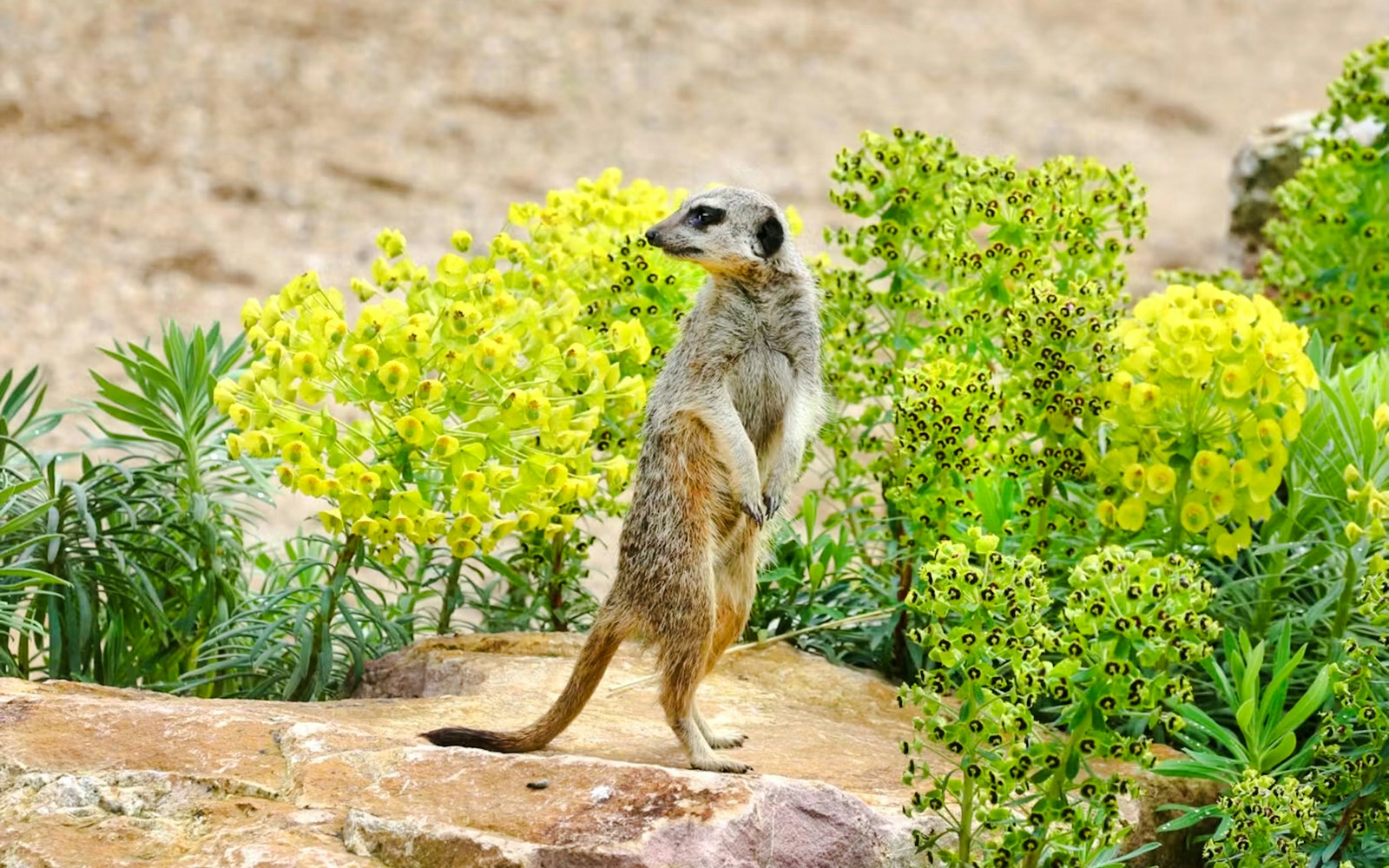 Meerkat standing on a rock surrounded by green and yellow plants.