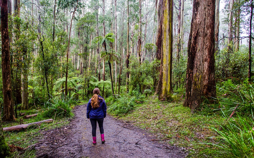 Woman walking on a forest trail in the Dandenong Ranges, Australia.