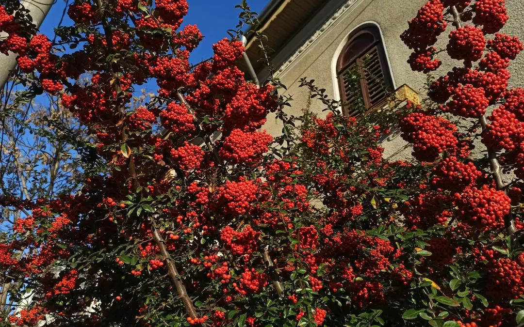 Red berry bushes in front of a historic building in Floreasca, Bucharest.