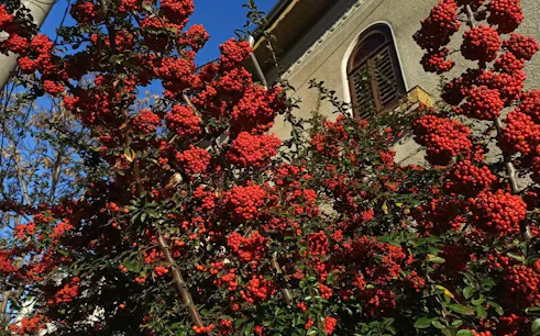 Red berry bushes in front of a historic building in Floreasca, Bucharest.