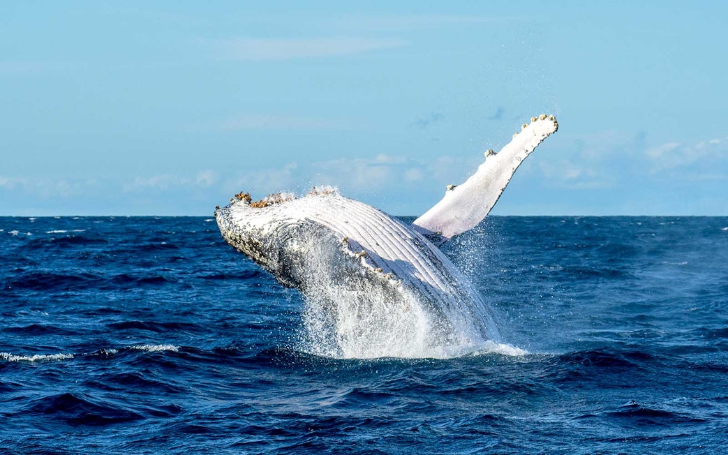 Whale breaching during ocean whale watching experience.