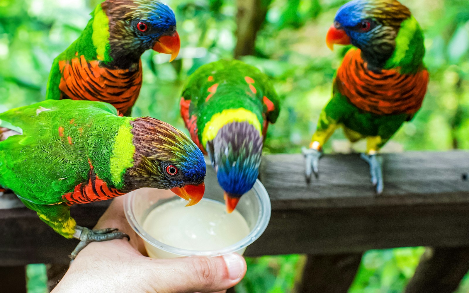 Colorful lorikeets feeding from a cup at Bird Paradise, Singapore.