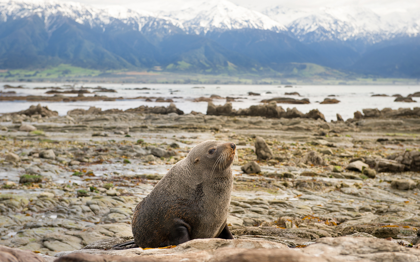 Seal resting on rocky shore with snow-capped mountains in Kaikoura, New Zealand.