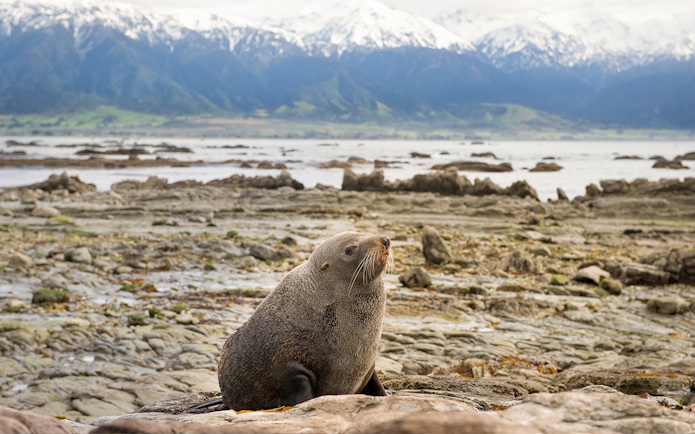 Seal resting on rocky shore with snow-capped mountains in Kaikoura, New Zealand.