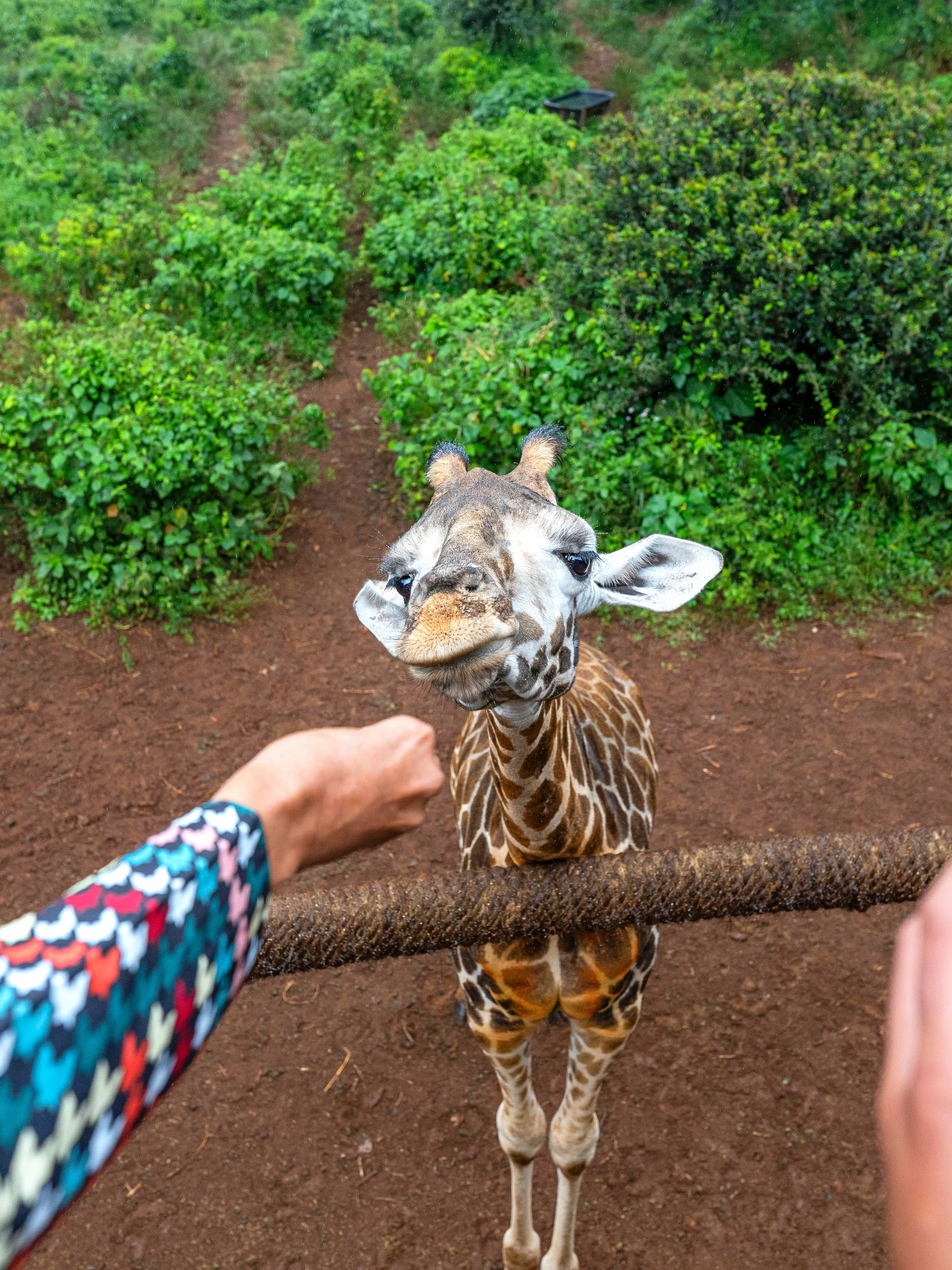 Tourists feeding a giraffe at Nairobi Giraffe Centre, Kenya.