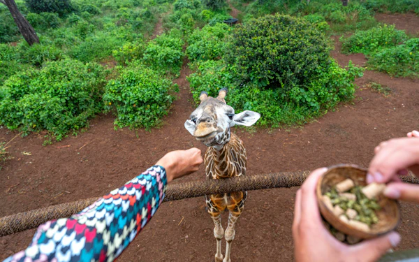 From Nairobi: Giraffe Centre & Karen Blixen Museum & Kazuri Beads Day Tour