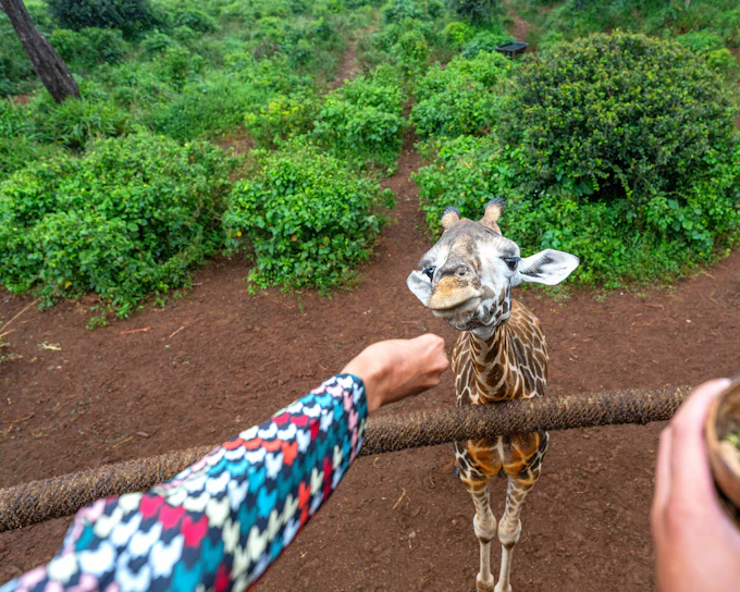 From Nairobi: Giraffe Centre & Karen Blixen Museum & Kazuri Beads Day Tour