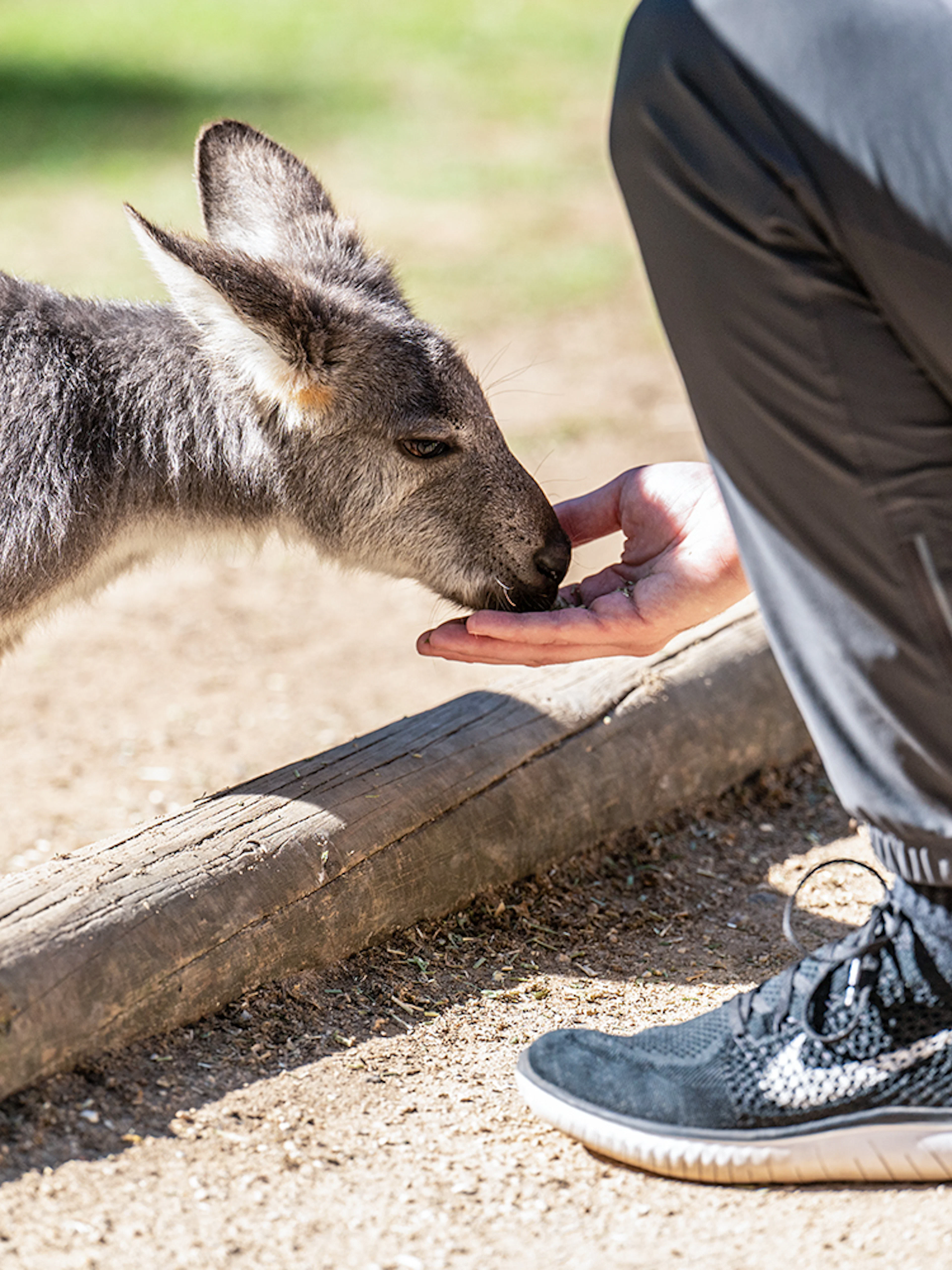 Kangaroo feeding from a visitor's hand at Featherdale Wildlife Park.