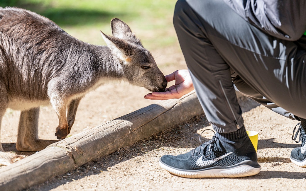 Kangaroo feeding from a visitor's hand at Featherdale Wildlife Park.