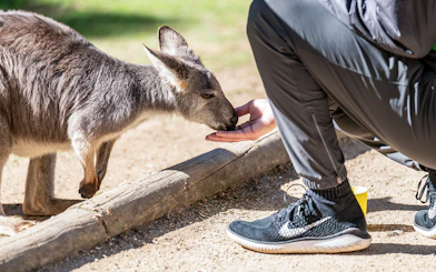 Kangaroo feeding from a visitor's hand at Featherdale Wildlife Park.