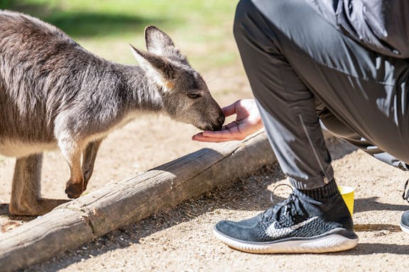 tickets to featherdale wildlife park-2