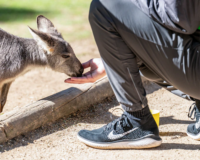 Featherdale Wildlife Park Tickets
