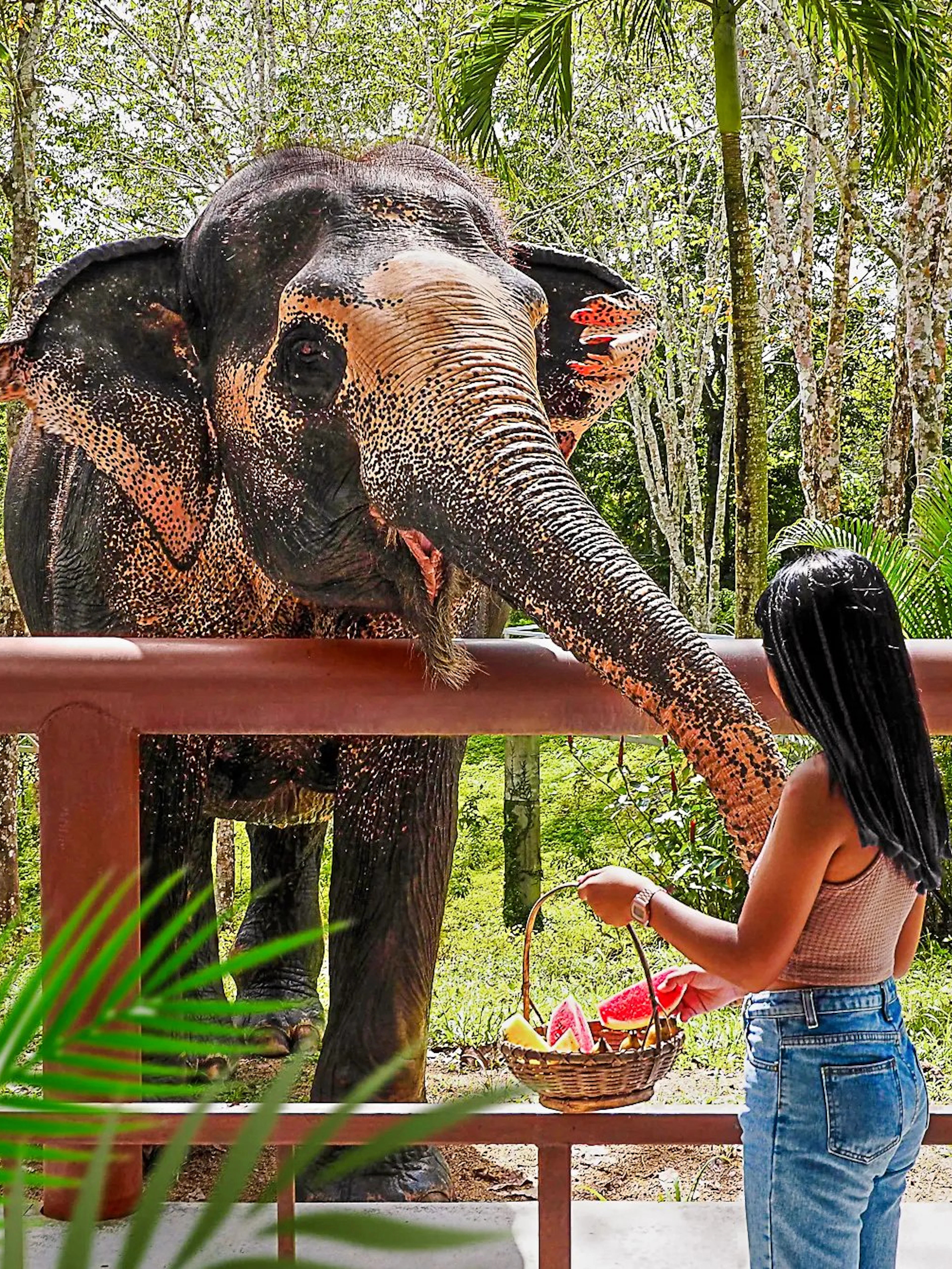 Woman feeding elephant at Phuket Elephant Sanctuary, Thailand.