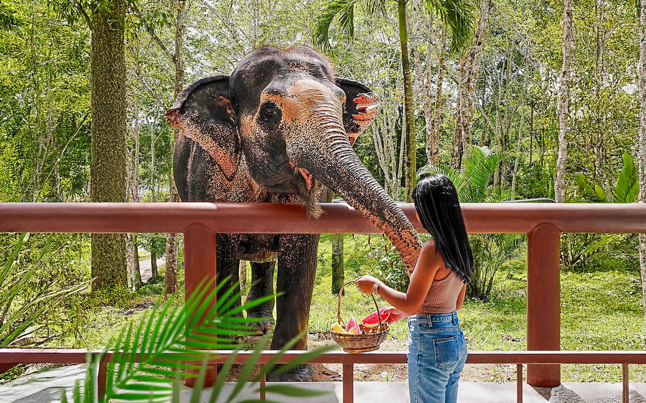 Woman feeding elephant at Phuket Elephant Sanctuary, Thailand.