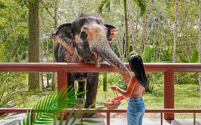 Woman feeding elephant at Phuket Elephant Sanctuary, Thailand.
