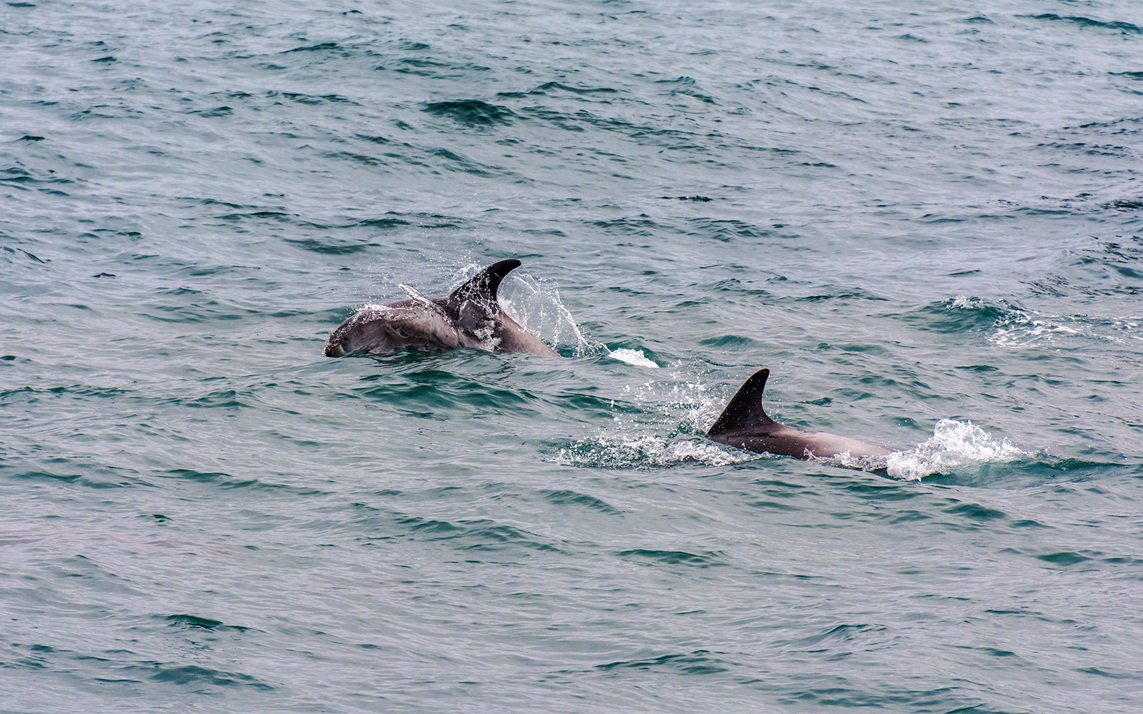 Dolphins swimming in the ocean near Reykjavík during a midnight sun tour.
