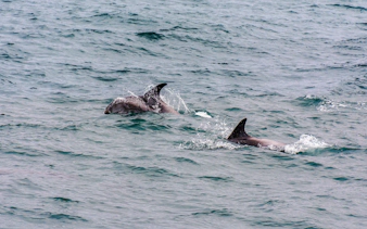 Dolphins swimming in the ocean near Reykjavík during a midnight sun tour.