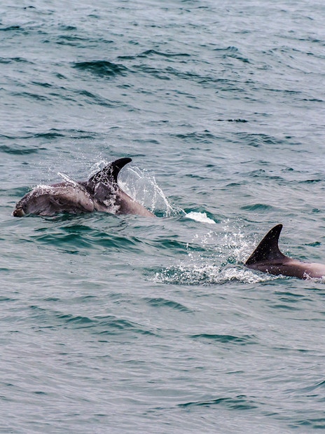 Dolphins swimming in the ocean near Reykjavík during a midnight sun tour.